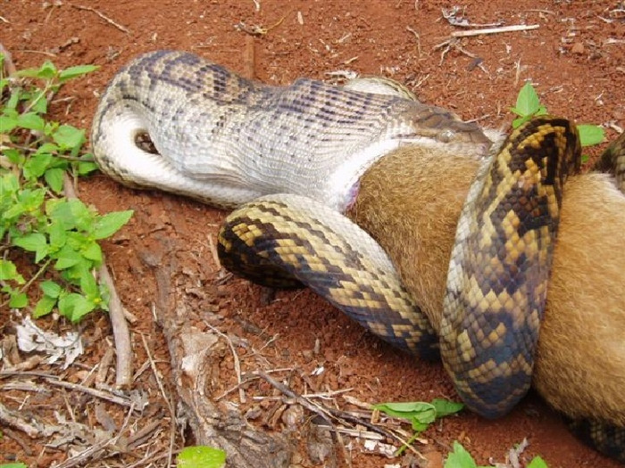 Picture 4 of Discover the largest python on the planet in Brazil