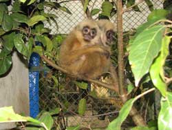 Picture 1 of Discover the largest Siki gibbon population in Vietnam