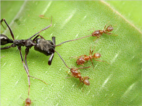 Picture 10 of Discover the life of ants through photos