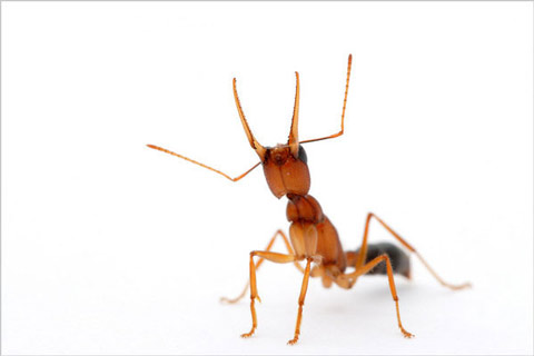 Picture 5 of Discover the life of ants through photos