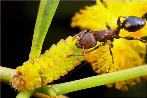 Picture 6 of Discover the life of ants through photos