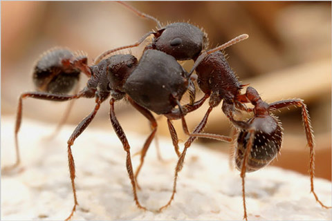 Picture 8 of Discover the life of ants through photos