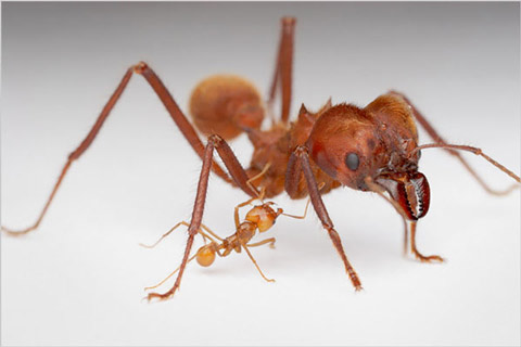 Picture 9 of Discover the life of ants through photos