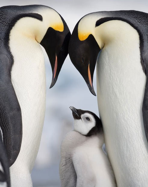Picture 10 of Discover the life of the Emperor penguin