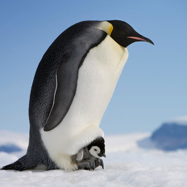 Picture 7 of Discover the life of the Emperor penguin