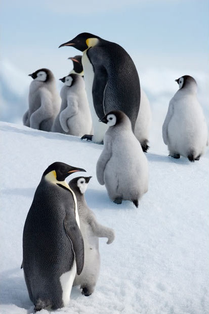 Picture 8 of Discover the life of the Emperor penguin