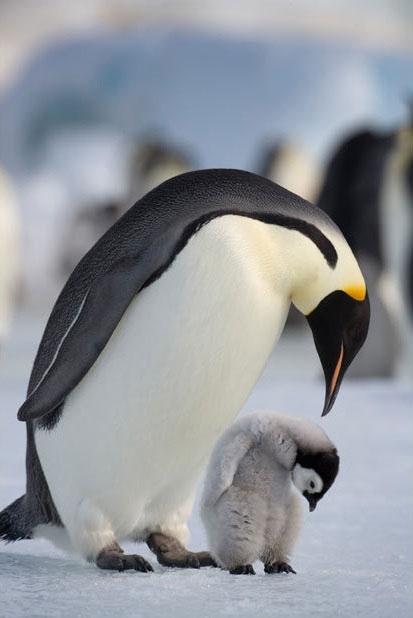 Picture 9 of Discover the life of the Emperor penguin