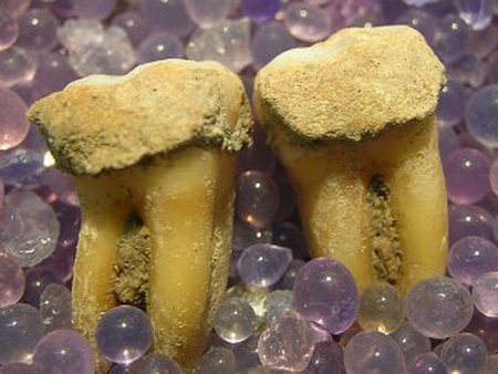Picture 1 of Discover the meal of the ancient people