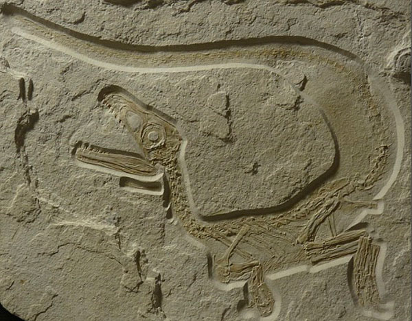 Picture 1 of Discover the most 'perfect' dinosaur fossil
