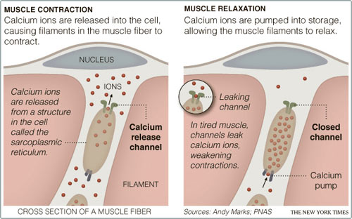 Picture 2 of Discover the mysteries of muscle fatigue
