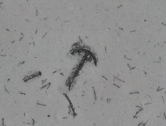 Picture 2 of Discover the mysterious ship graveyard in the search area MH370