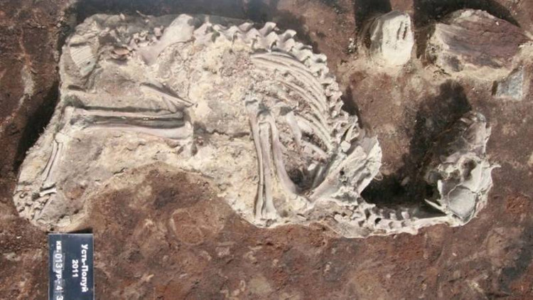 Picture 1 of Discover the mystery of dog cemetery dating back 2,000 years