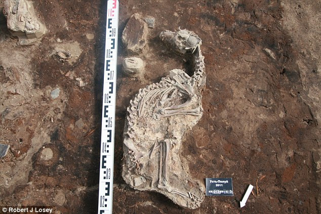 Picture 2 of Discover the mystery of dog cemetery dating back 2,000 years