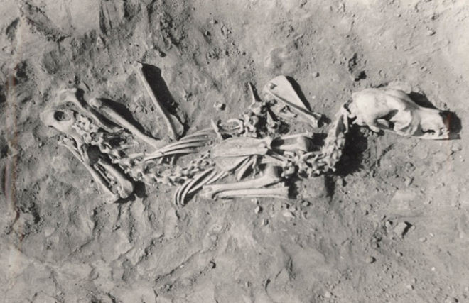 Picture 4 of Discover the mystery of dog cemetery dating back 2,000 years