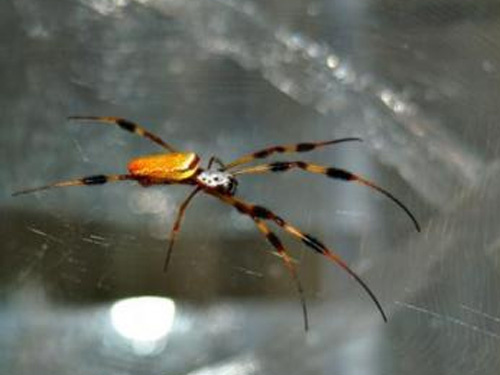 Picture 1 of Discover the mystery of spider silk