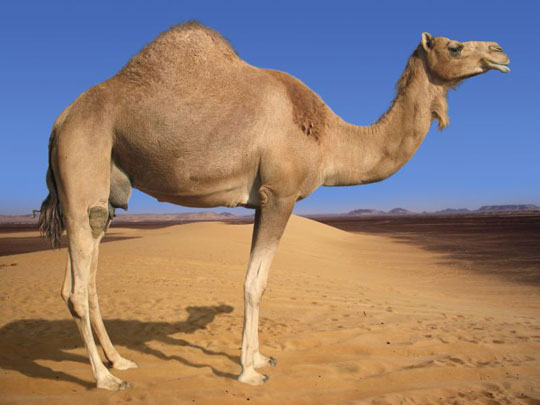 Picture 3 of Discover the mystery of the animal world