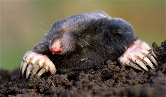 Picture 5 of Discover the mystery of the animal world