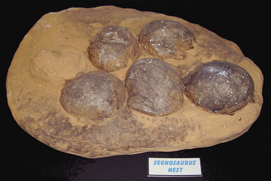Picture 1 of Discover the nest of 2 extinct shark species
