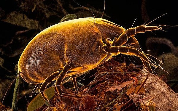 Picture 3 of Discover the nest of bacteria sleeping with your bed