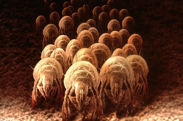Picture 4 of Discover the nest of bacteria sleeping with your bed