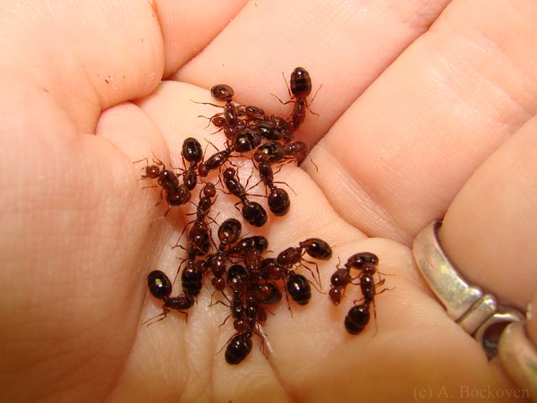Picture 8 of Discover the nest of bacteria sleeping with your bed