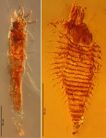 Picture 1 of Discover the oldest insect in the world