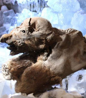 Picture 1 of Discover the oldest mammoth mummy