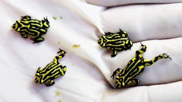 Picture 2 of Discover the origin of the fungus that kills amphibians
