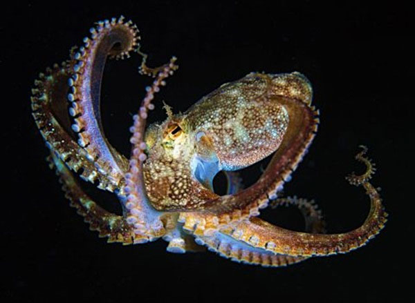 Picture 4 of Discover the secret of octopus - the sea monster