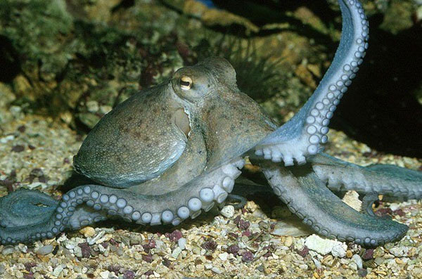 Picture 5 of Discover the secret of octopus - the sea monster