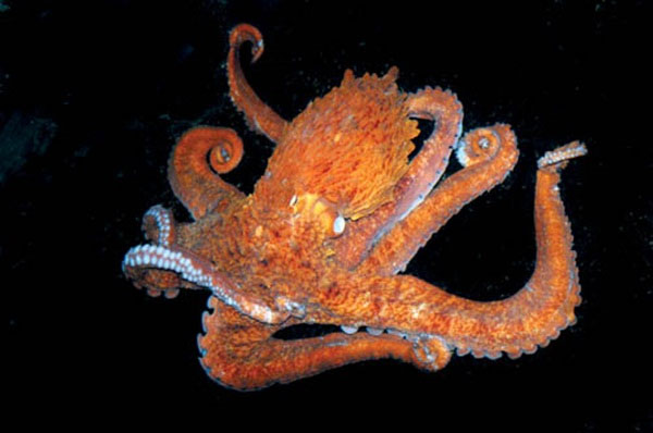 Picture 6 of Discover the secret of octopus - the sea monster
