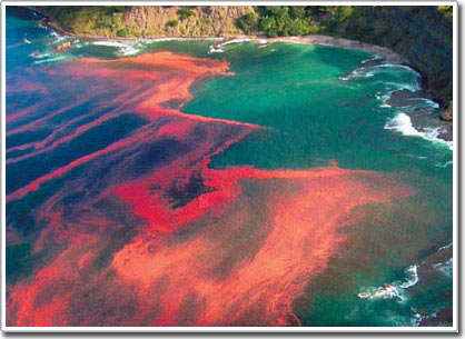 Picture 2 of Discover the secret of the red tide