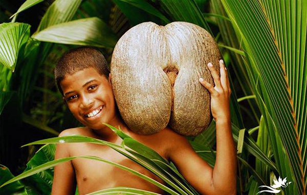Picture 3 of Discover the secrets of the world's largest nuts
