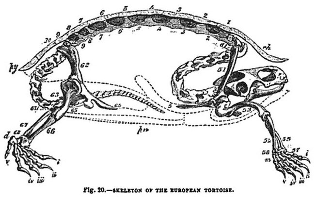 Picture 4 of Discover the shocking about turtle shells
