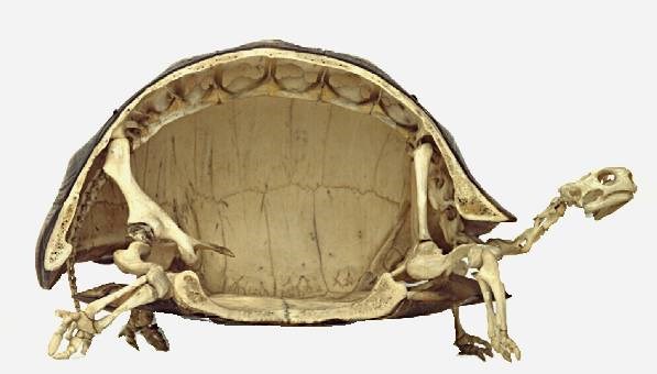 Picture 5 of Discover the shocking about turtle shells