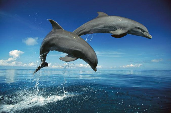 Picture 1 of Discover the shocking memory of animals