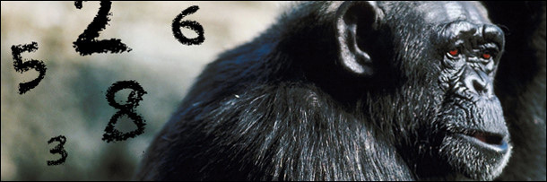 Picture 2 of Discover the shocking memory of animals