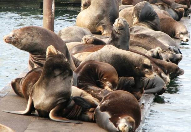 Picture 3 of Discover the shocking memory of animals