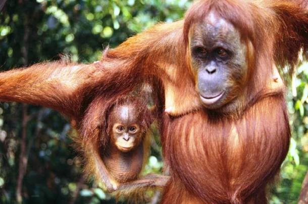 Picture 4 of Discover the shocking memory of animals