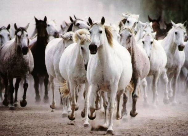 Picture 7 of Discover the shocking memory of animals