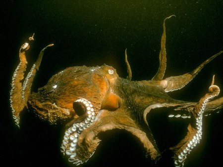 Picture 8 of Discover the shocking memory of animals