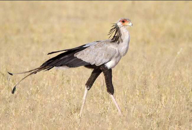 Picture 1 of Discover the species of bird named