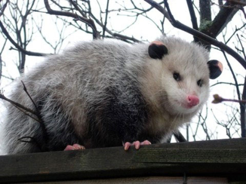 Picture 1 of Discover the strange self-defense of animals