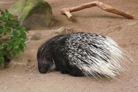 Picture 10 of Discover the strange self-defense of animals