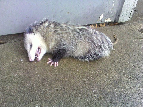 Picture 2 of Discover the strange self-defense of animals