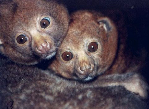 Picture 3 of Discover the strange self-defense of animals