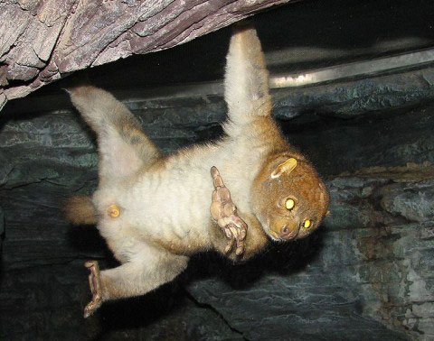 Picture 4 of Discover the strange self-defense of animals