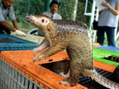 Picture 5 of Discover the strange self-defense of animals