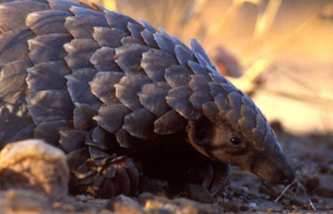 Picture 6 of Discover the strange self-defense of animals