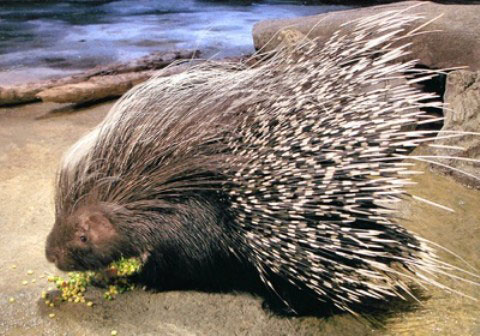 Picture 9 of Discover the strange self-defense of animals
